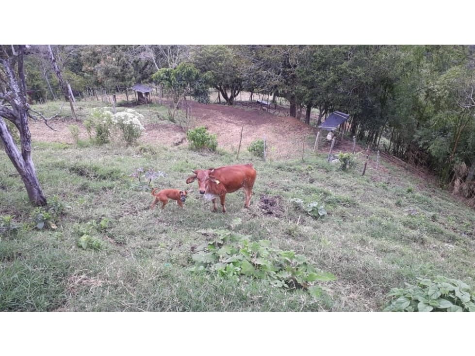 Finca en Venta en Belén de Umbría