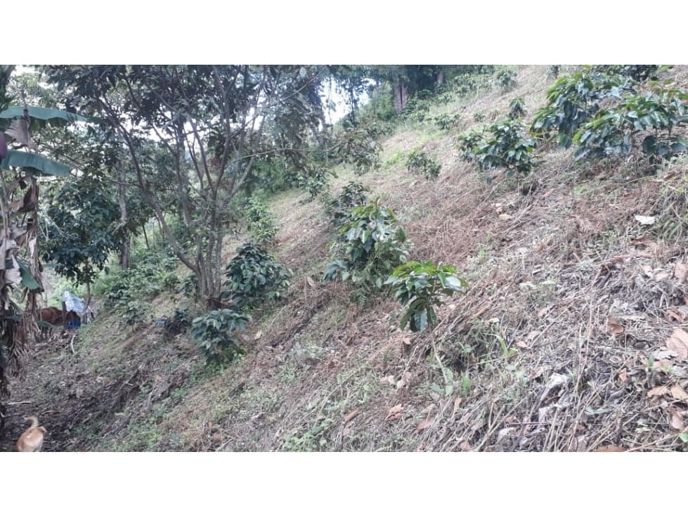 Finca en Venta en Belén de Umbría