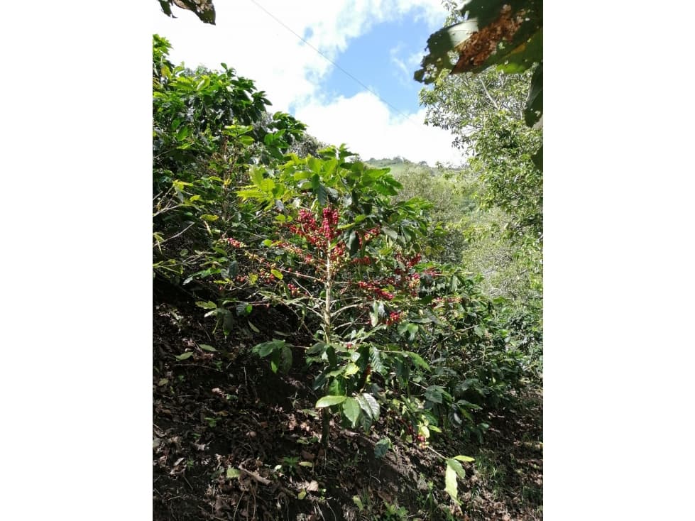 Finca en Venta en Belén de Umbría