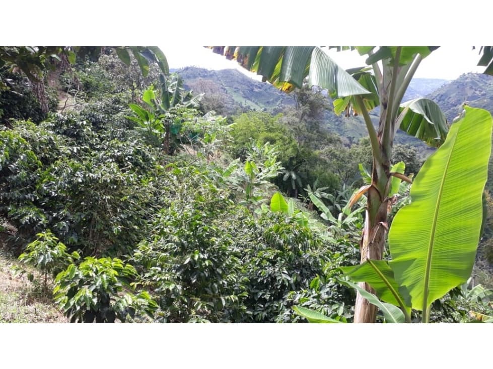 Finca en Venta en Belén de Umbría