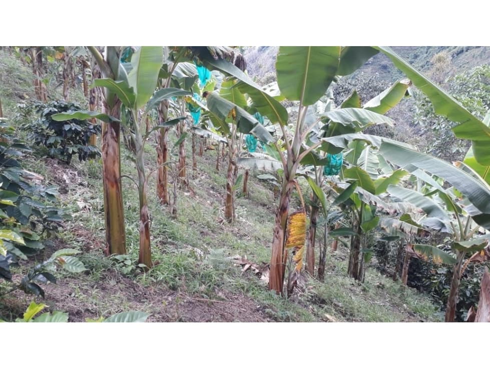 Finca en Venta en Belén de Umbría
