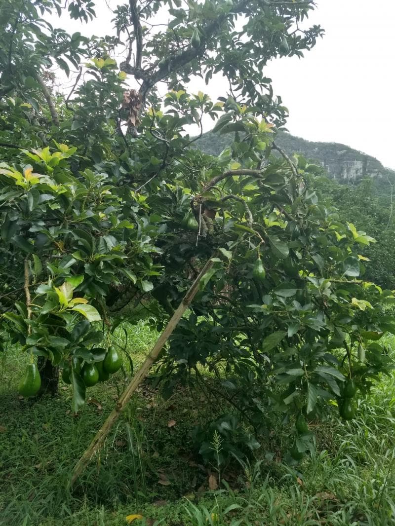 Finca en Venta en Tabacal, La vega