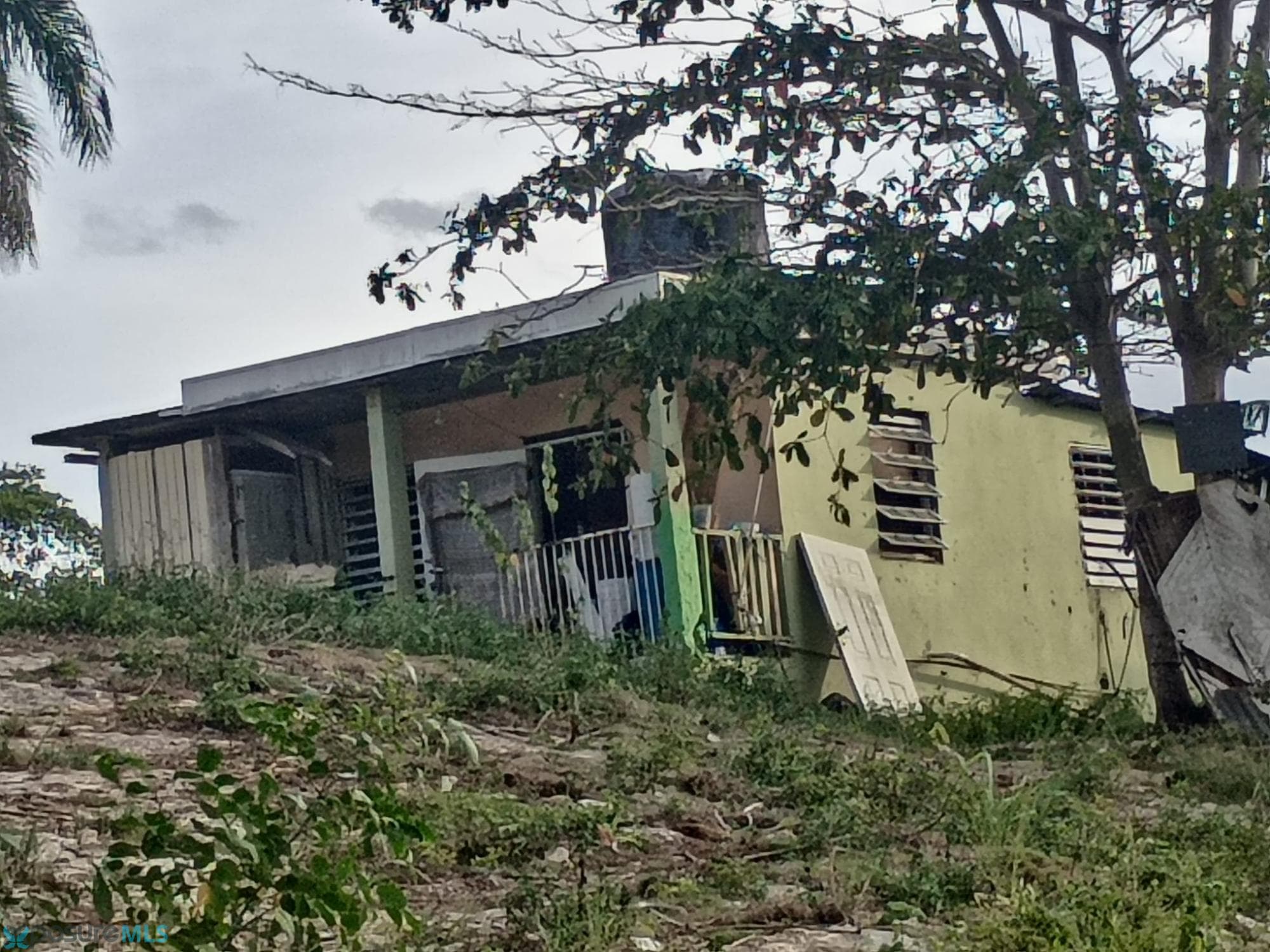 Bo Barahona morovis