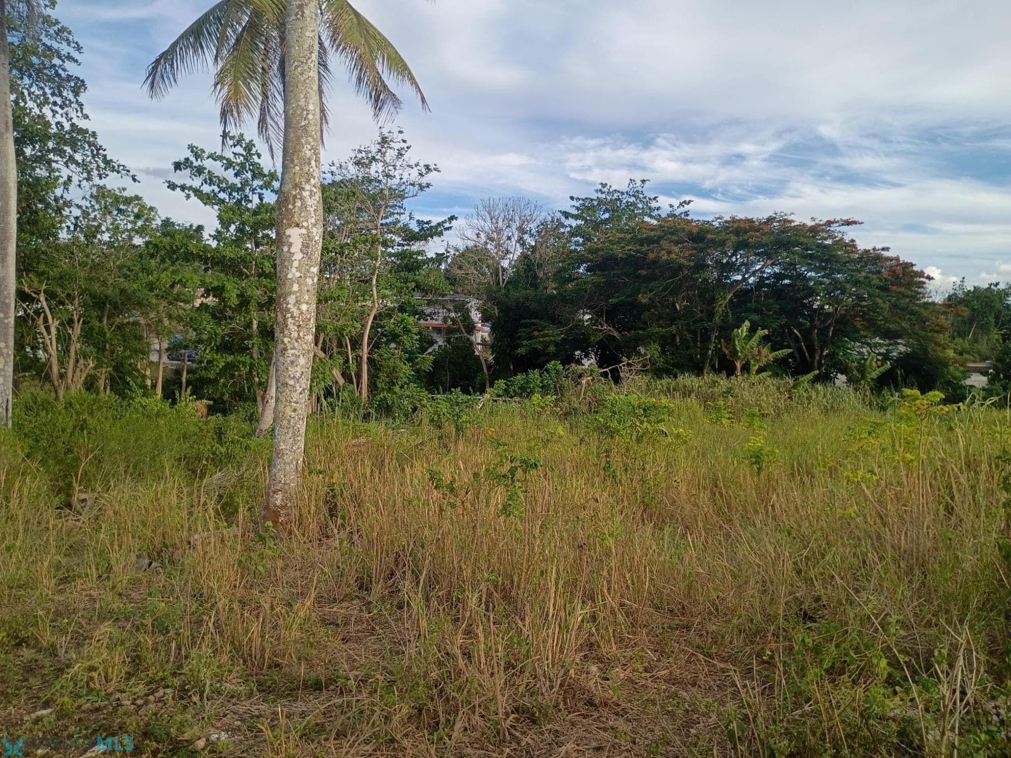 Bo Barahona morovis