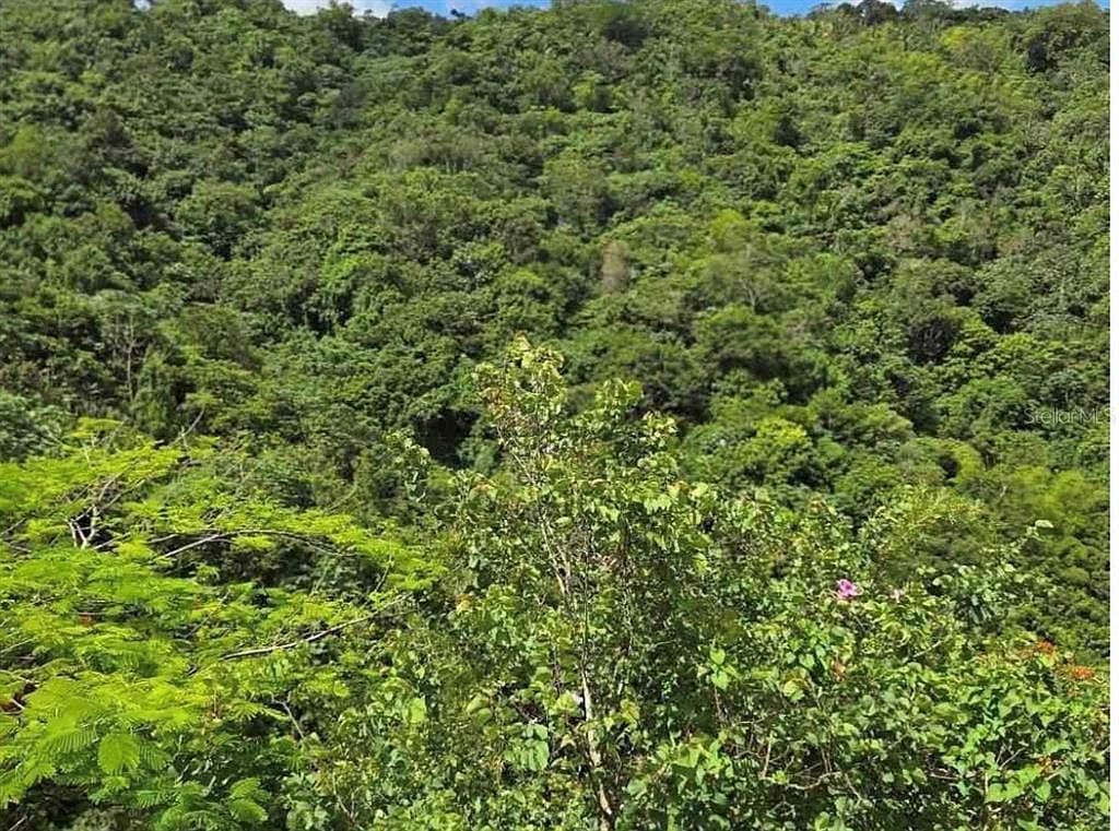 FINCA, QUEBRADA ARRIBA CAYEY,
en Cayey Puerto Rico Finca - Land en Barrio - Quebrada Arriba
