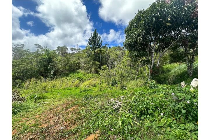 Se Vende Terreno en Bo. Saltos, Orocovis,
en Orocovis Puerto Rico Solar en Barrio - Saltos