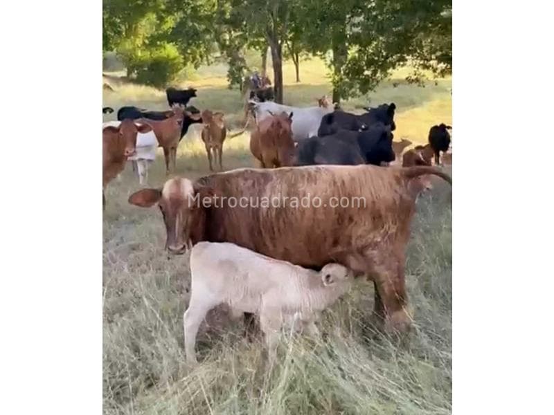 Foto de la propiedad