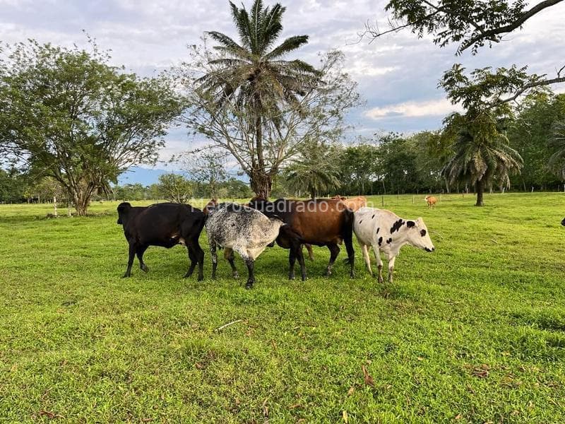 Foto de la propiedad