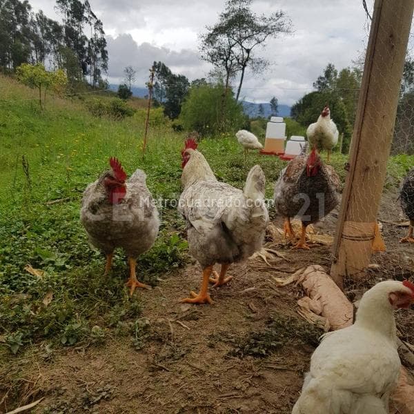 Foto de la propiedad
