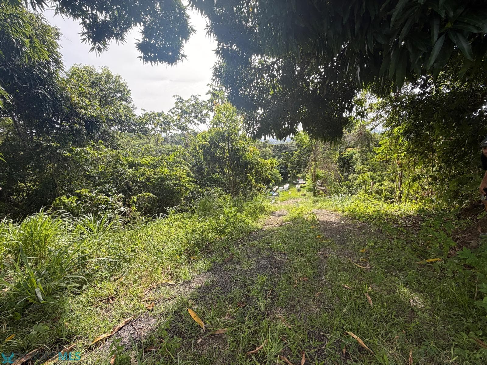 Km Hm 1.6 CARR 777, Caguitas (Barrio), Aguas Buenas, Puerto Rico 00727