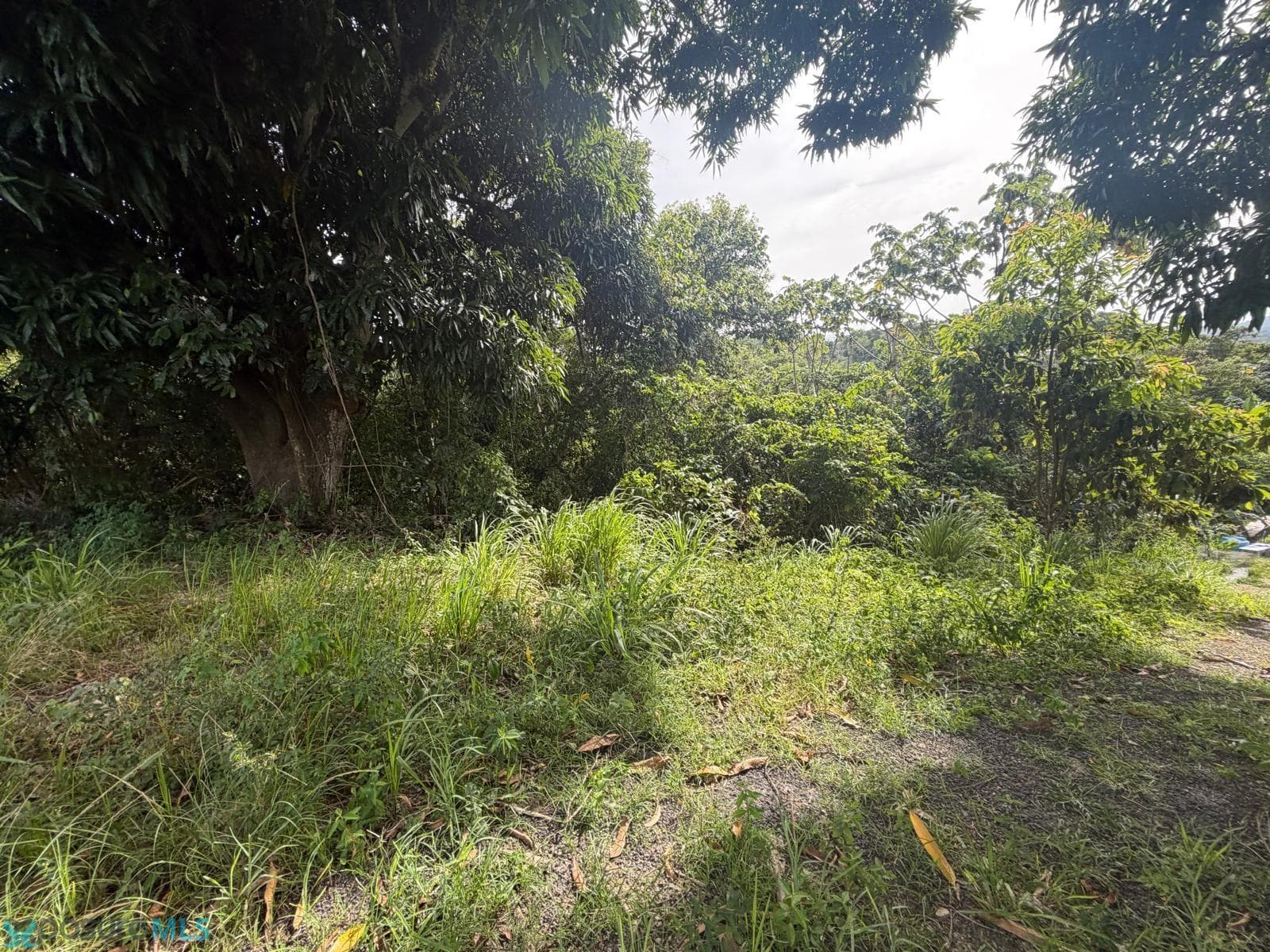 Km Hm 1.6 CARR 777, Caguitas (Barrio), Aguas Buenas, Puerto Rico 00727