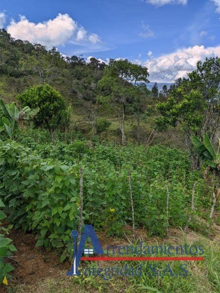 Vereda Arango - Paraje Minitas