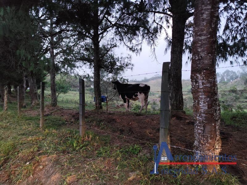 Vereda Arango - Paraje Minitas