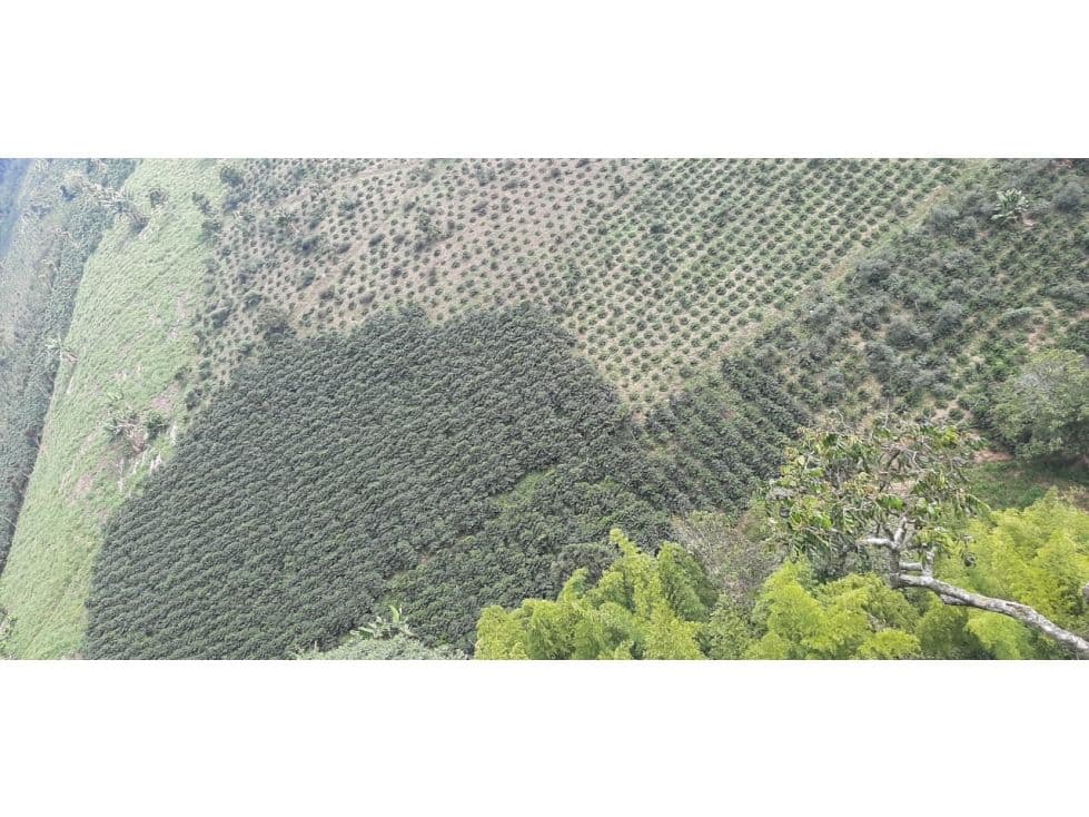 Andes
