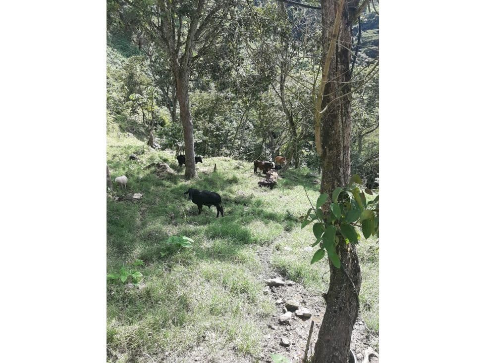 Vereda la Loma, Armenia Mantequilla, Antioquia