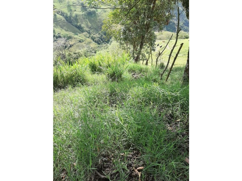 Vereda la Loma, Armenia Mantequilla, Antioquia
