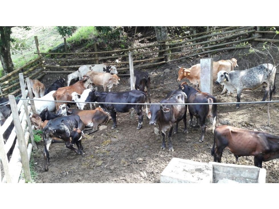 Vereda la Caima