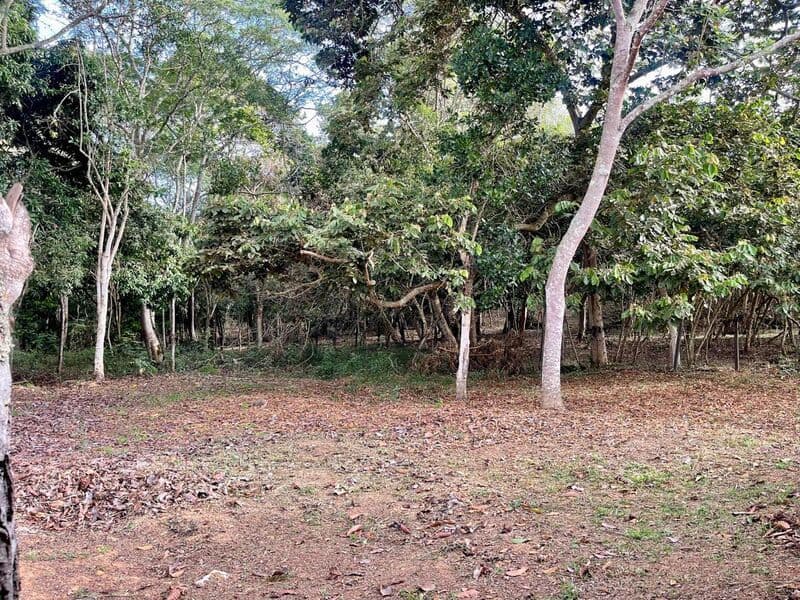 Vereda San Jose bajo