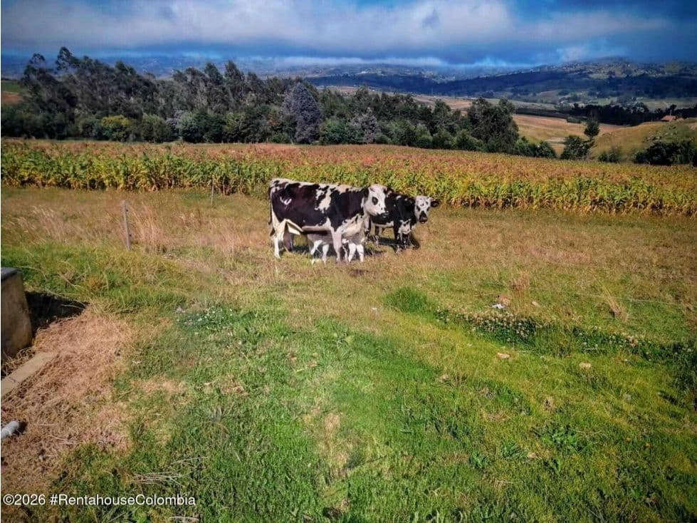 Vereda, Siatoca - San Miguel, #1