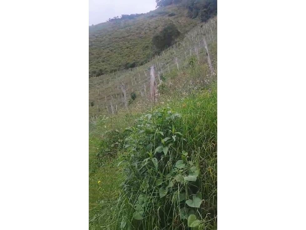 Anaime, Cajamarca, Tolima