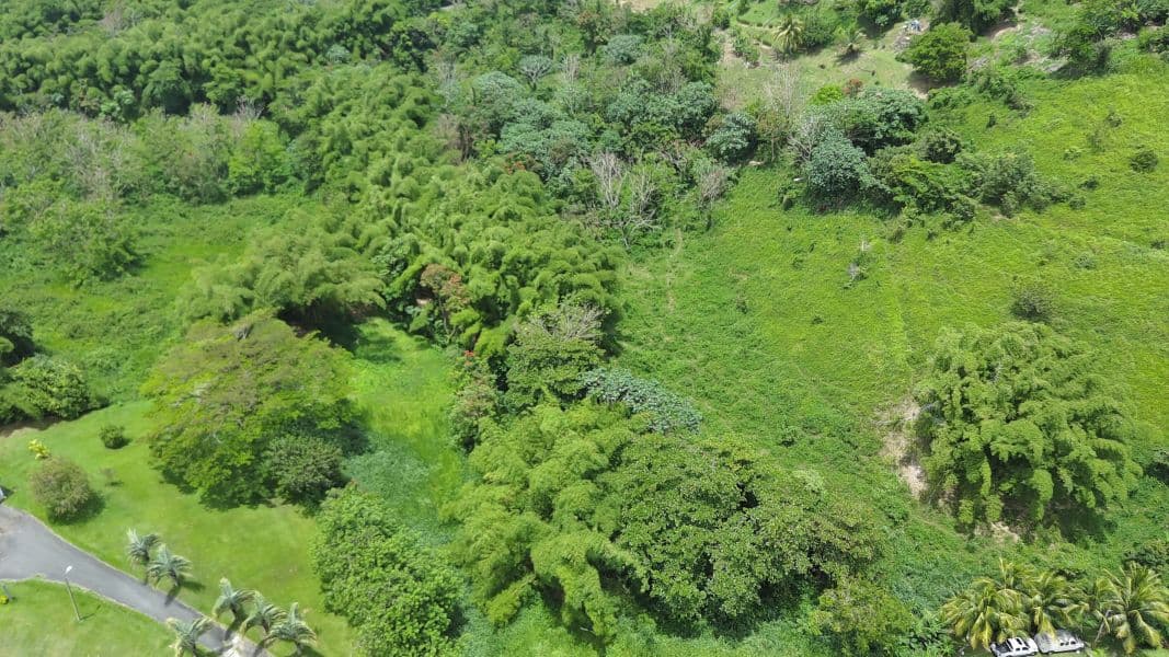 Bo. Calzada, Terreno en Maunabo