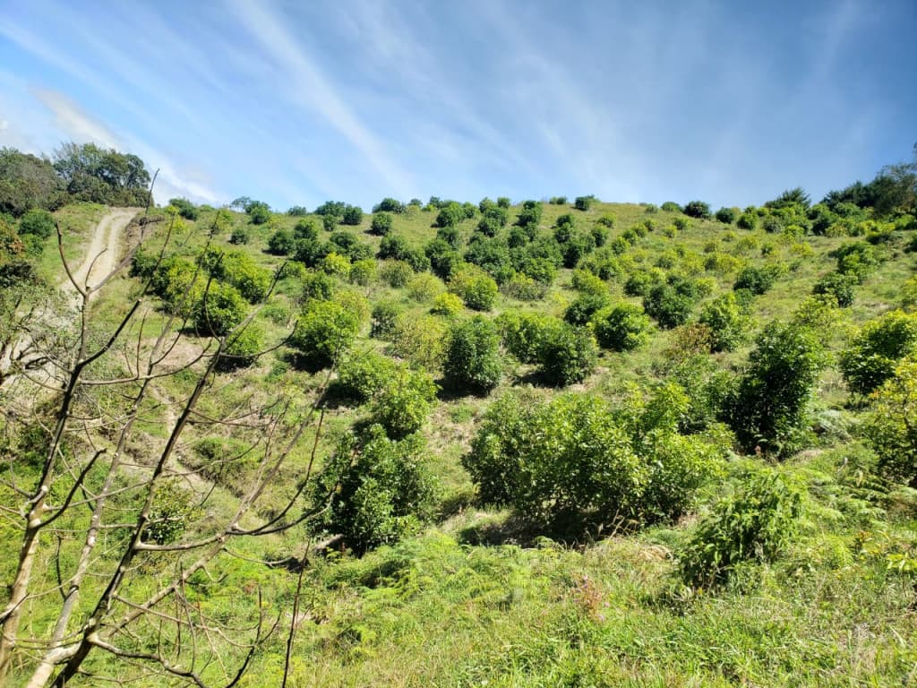Finca en Venta en Abejorral