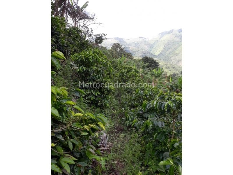 Foto de la propiedad